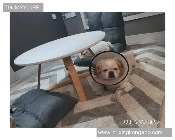 杜埃伤情乐观无需手术恢复时间预计为六到八周 杜埃伤情乐观无需手术恢复时间预计为六到八周